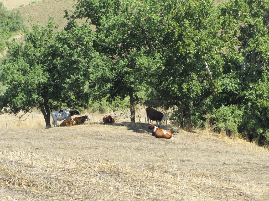 Agriturismo San Pietro Gangi Esterno foto