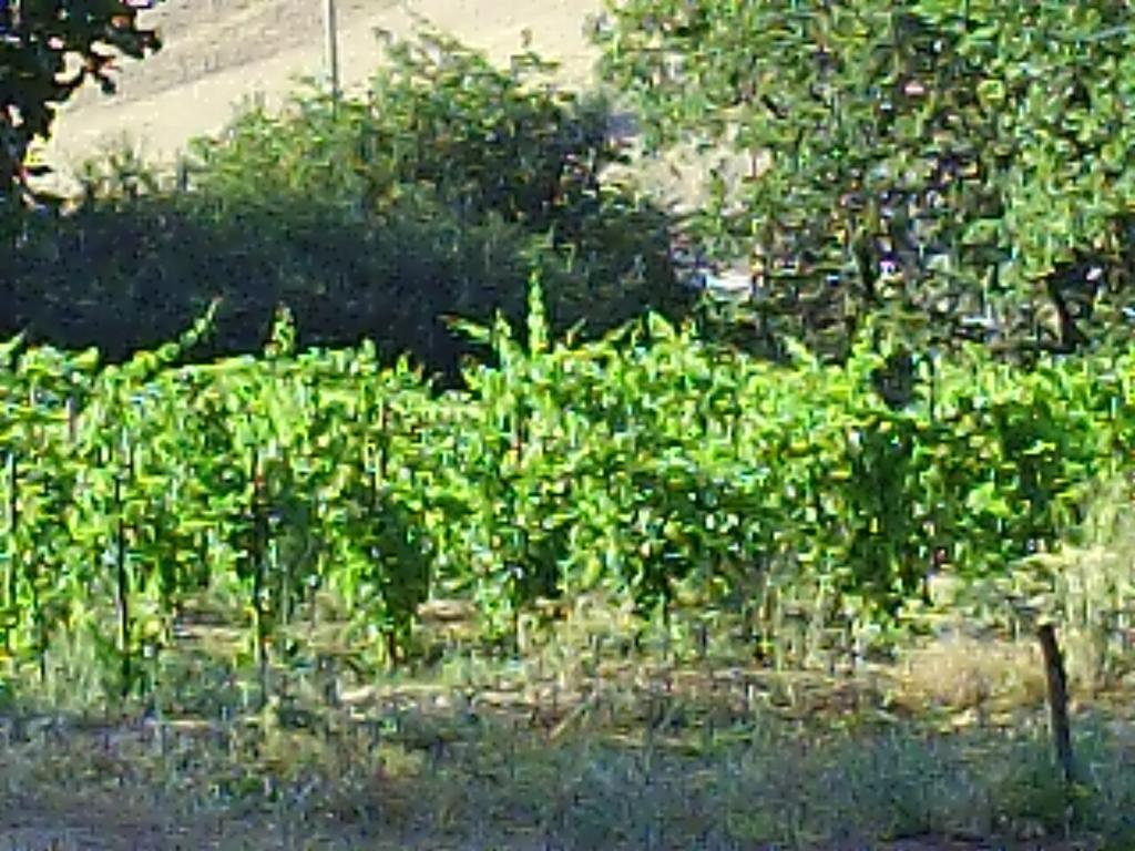 Agriturismo San Pietro Gangi Esterno foto